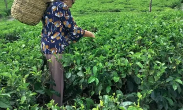 a traveller-picking-tea-in-Nuwara-Eliya _Sunspire Holidays_Sri Lanka tour operator