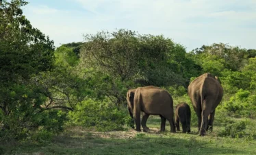 Wildlife escape - Elephants at Yala National park_Sri Lanka