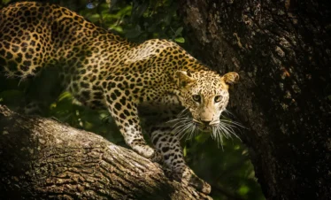 Sri Lanka heritage and wildlife tour safari in Yala National Park
