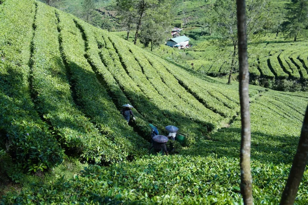 Sri Lanka honeymoon tour romantic travel experience