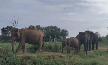 Sri Lanka wildlife safari elephants