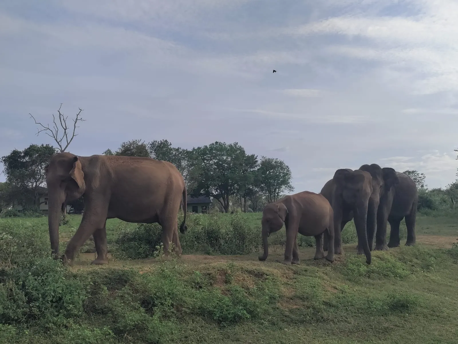 Sri Lanka wildlife safari elephants
