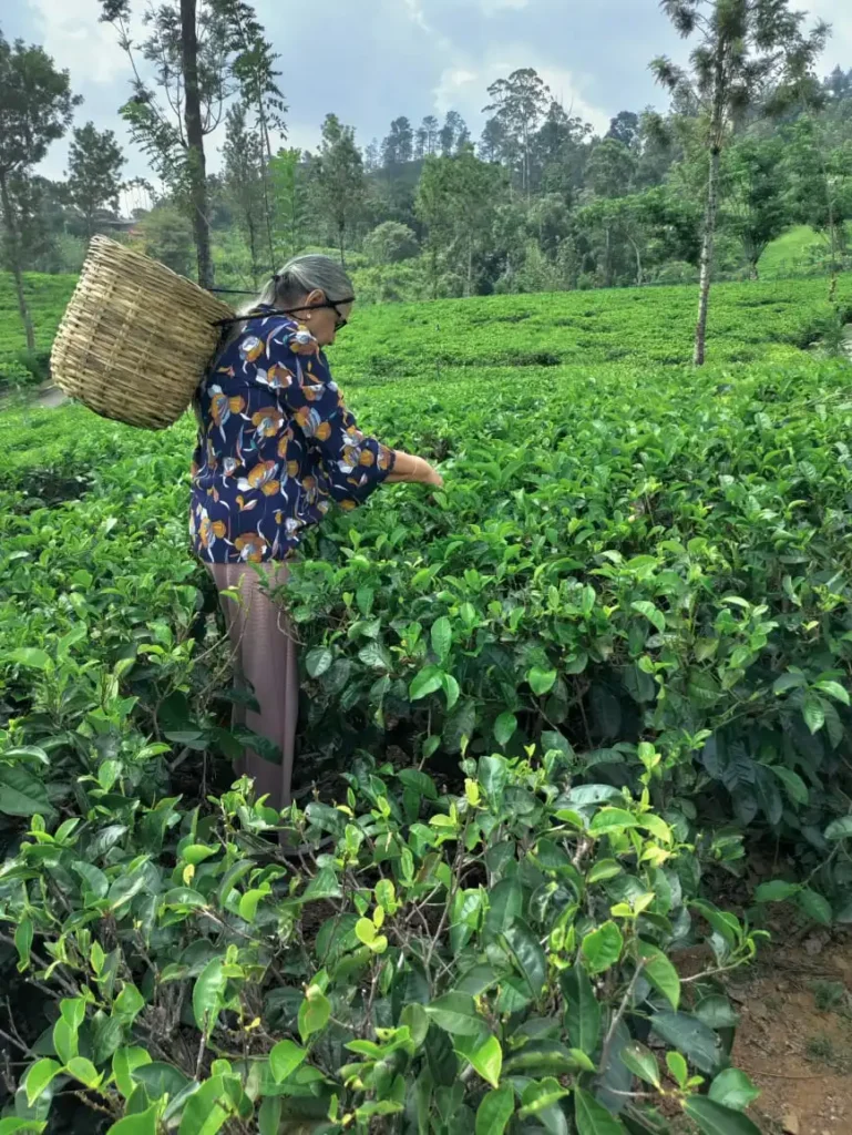 a traveller-picking-tea-in-Nuwara-Eliya _Sunspire Holidays_Sri Lanka tour operator
