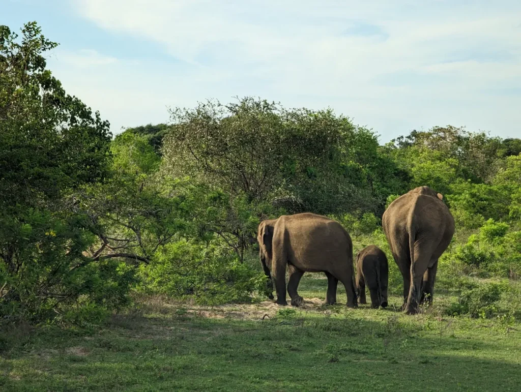 Wildlife escape - Elephants at Yala National park_Sri Lanka