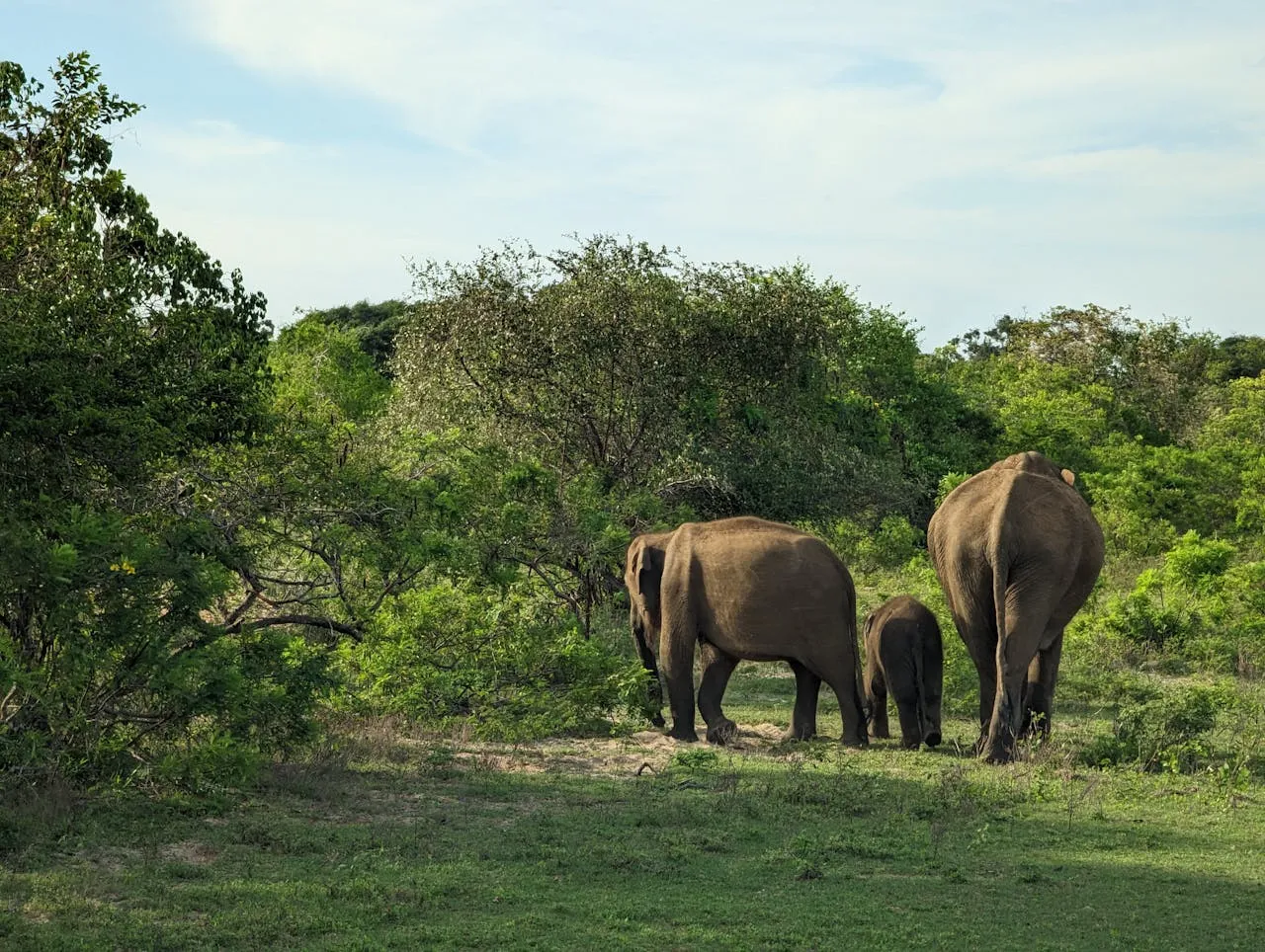 Wildlife escape - Elephants at Yala National park_Sri Lanka