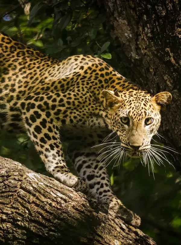 Leopard_Yala national park_Sri Lanka