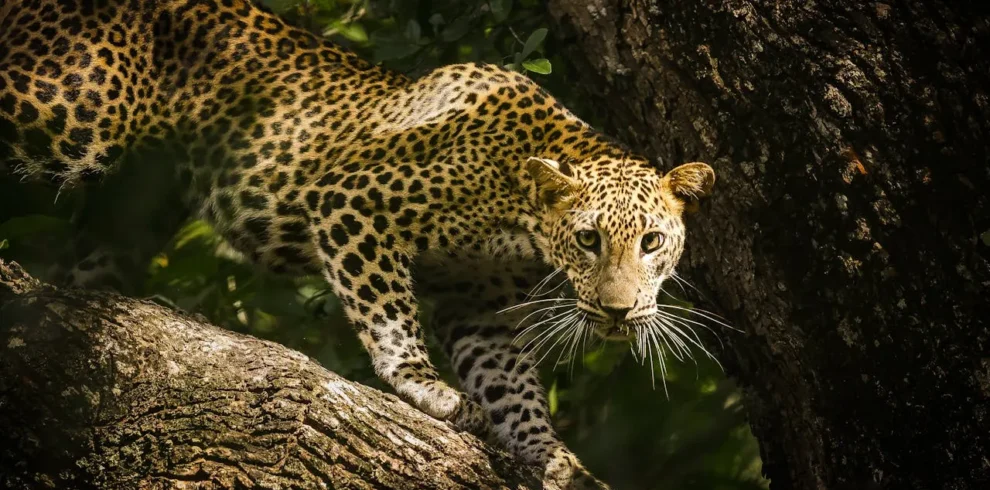 Leopard_Yala national park_Sri Lanka