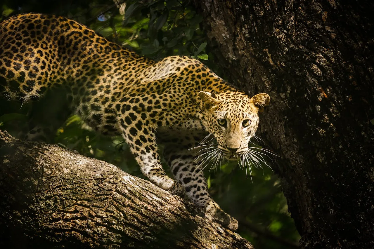 Leopard_Yala national park_Sri Lanka